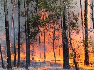 A burning bushfire. 
