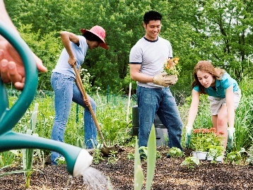 A group of people working together to tend to a garden. 